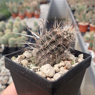 Austrocactus bertinii       (dw)