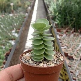 Portulaca molokiniensis   Hawaii