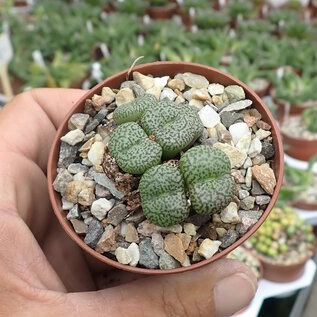 Conophytum aff. obcordellum