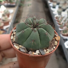 Notocactus ottonis