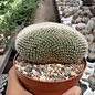 Notocactus spec.     cristata