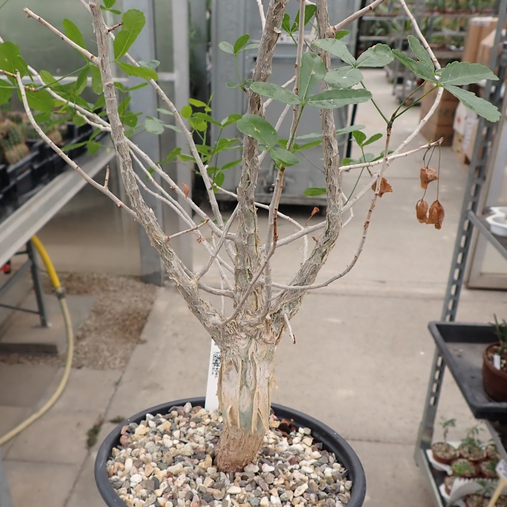 Commiphora spec. - Uhlig Kakteen - Más que 5.000 especies