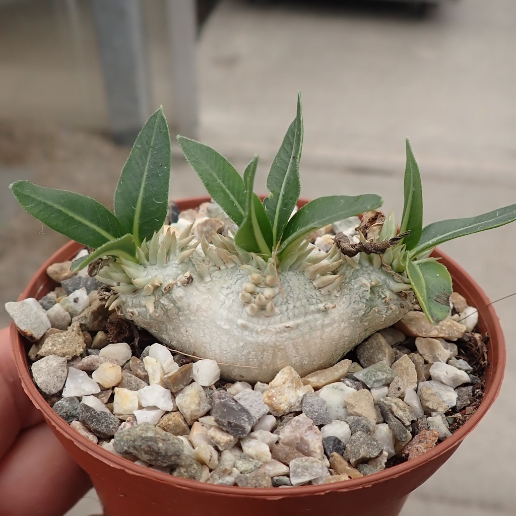 Pachypodium brevicaule Madagaskar Uhlig Kakteen Über 5000