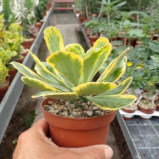 Euphorbia poissonii cv. variegata