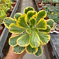 Euphorbia poissonii cv. variegata