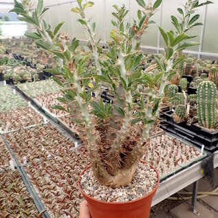 Pachypodium lealii ssp. saundersii  Südafrika