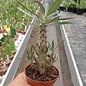 Pachypodium rosulatum v. gracilius  Madagaskar