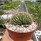 Echinopsis spec.     cristata