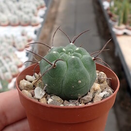 Matucana madisoniorum f. horridispinum