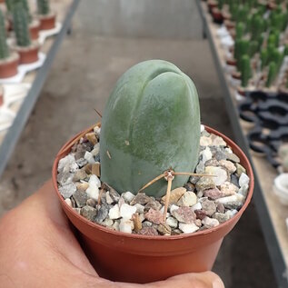 Trichocereus bridgesii ovalis-monstruosus cv. Frauenglück