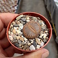 Lithops aucampiae cv. Red and Black