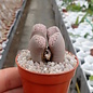 Lithops amicorum  C 410 75 km SO Aus, Namibia