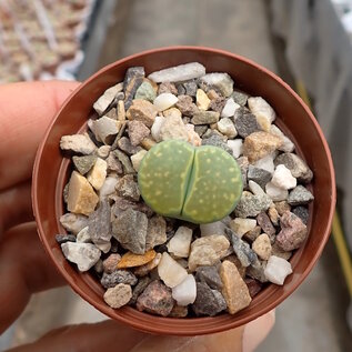 Lithops bromfieldii cv. Green