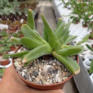 Gibbaeum velutinum