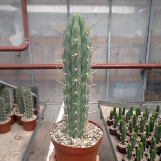 Trichocereus peruvianus cv. Longispinus XL  Peru