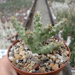 Edithcolea grandis