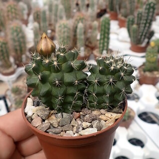 Copiapoa paposoensis