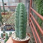 Trichocereus pachanoi cv. Blue Epidermis