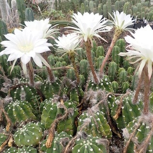 Echinopsis subdenudata  cv. Fuzzy Navel