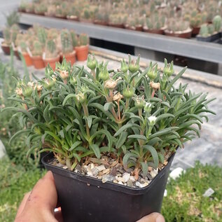 Delosperma lydenburgense       (dw)