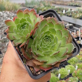 Sempervivum Winter Beauty       (dw)