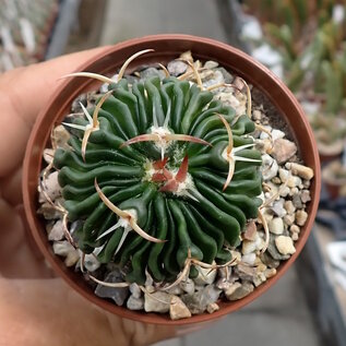 Stenocactus phyllacanthus f. violaciflorus SB 112 San Juan del Rio, Queretaro, Mexico