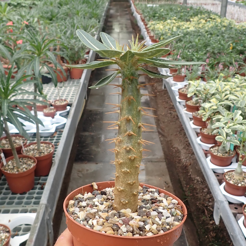 Pachypodium rosulatum Uhlig Kakteen more than 5,000 different species