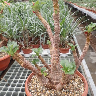 Pachypodium windsorii XL      CITES, not outside EU