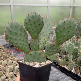 Opuntia basilaris-Hybr. cv. Bern      (dw)