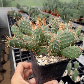 Opuntia fragilis cv. Freising      (dw)