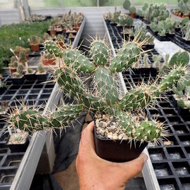 Opuntia fragilis   Kaladar, Ontario, Kanada    (dw)