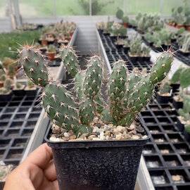 Opuntia fragilis cv. Dunkle Triebe  Boulder, Utah, USA, 2000 m    (dw)