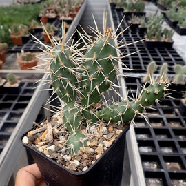 Opuntia fragilis   Archuleta County, Colorado, 2000 m    (dw)
