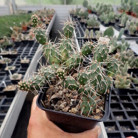 Opuntia fragilis  LZ 364 Boulder Mnts., Utah, USA, 2300 m    (dw)