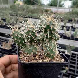 Opuntia fragilis   White Mnts., Kalifornien, USA    (dw)