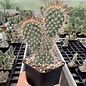 Opuntia hystricina cv. Cactusmania      (dw)