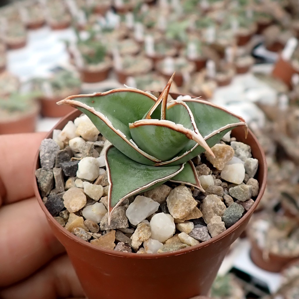 Sansevieria pinguicula - Uhlig Kakteen - more than 5,000