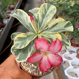 Adenium obesum Milky Way   gepfr.