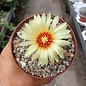 Astrophytum senile X senile Pink Flower