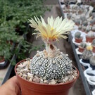 Astrophytum asterias cv. Super Kabuto