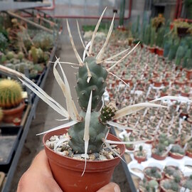 Tephrocactus articulatus v. oligacanthus  Argentinien