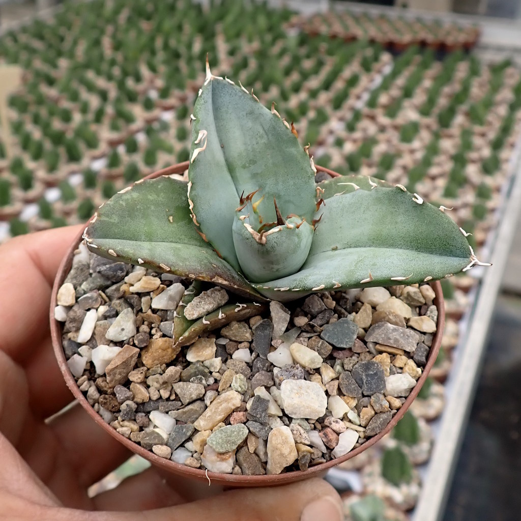 Agave titanota 'Dusty Roads' 195 Agave titanota | Green