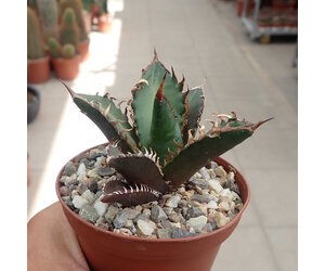 Agave titanota cv. Red Catweazle - Uhlig Kakteen - more than 5,000
