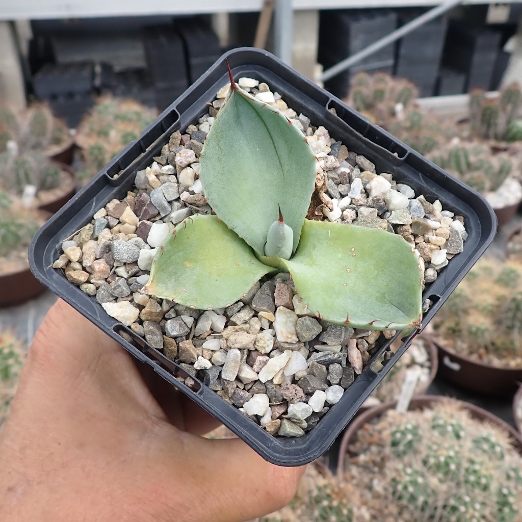 アガベ Agave parryi 'Border Guard'   99 Agave Parryi (Cold Hardy) - Succuland