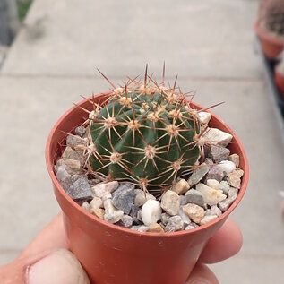 Echinopsis oxygona v. grandiflora