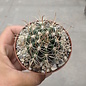 Coleocephalocereus goebelianus