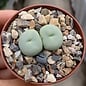 Conophytum wettsteinii