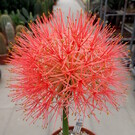 Scadoxus multiflorus