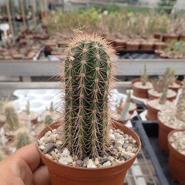 Echinocereus sanpedroensis