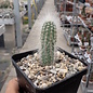 Echinocereus rayonesensis